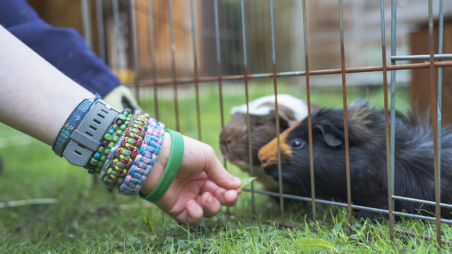 Hands feeding two guinea pigs leaves