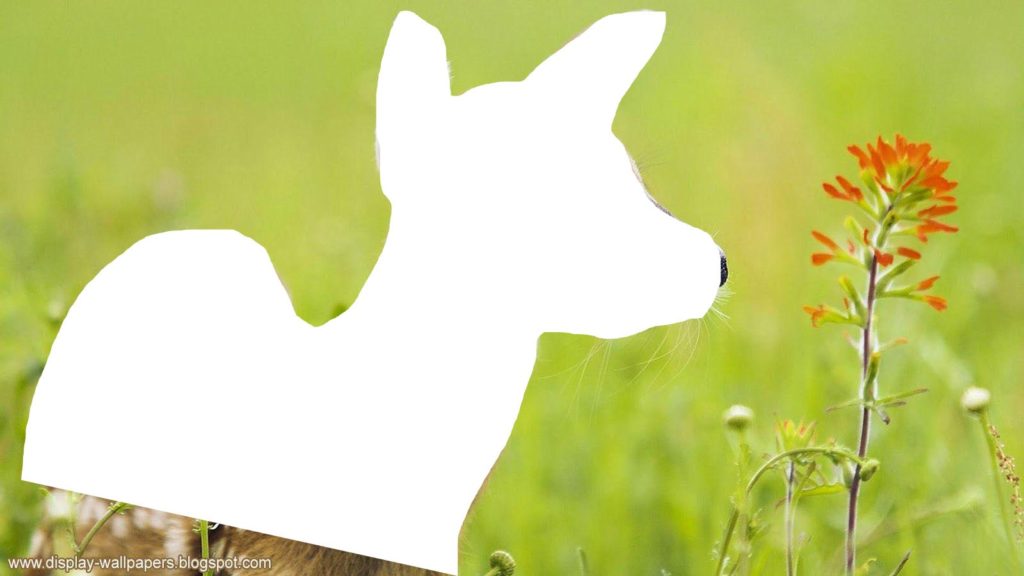 Photo of nature with a white empty gap where a deer has been digitally removed