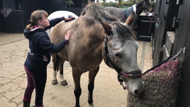 Student grooming horse