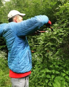 Boy trimming hedge