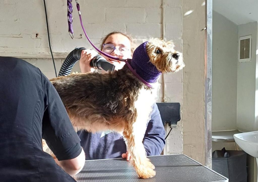 Student Emily drying a dog during her work placement at Posh Dogs