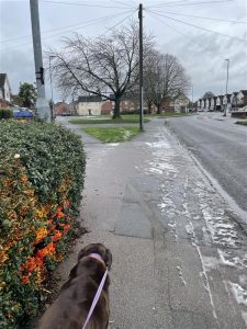 An image taken from the perspective of student Daisy, showing a neighbouring street and a dog on a leash.