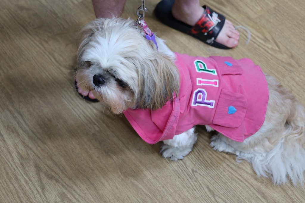 close up of dog wearing dog coat
